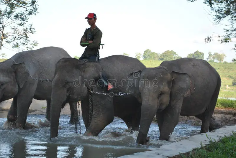 Gajah Sumatera di Taman Nasional Way Kambas