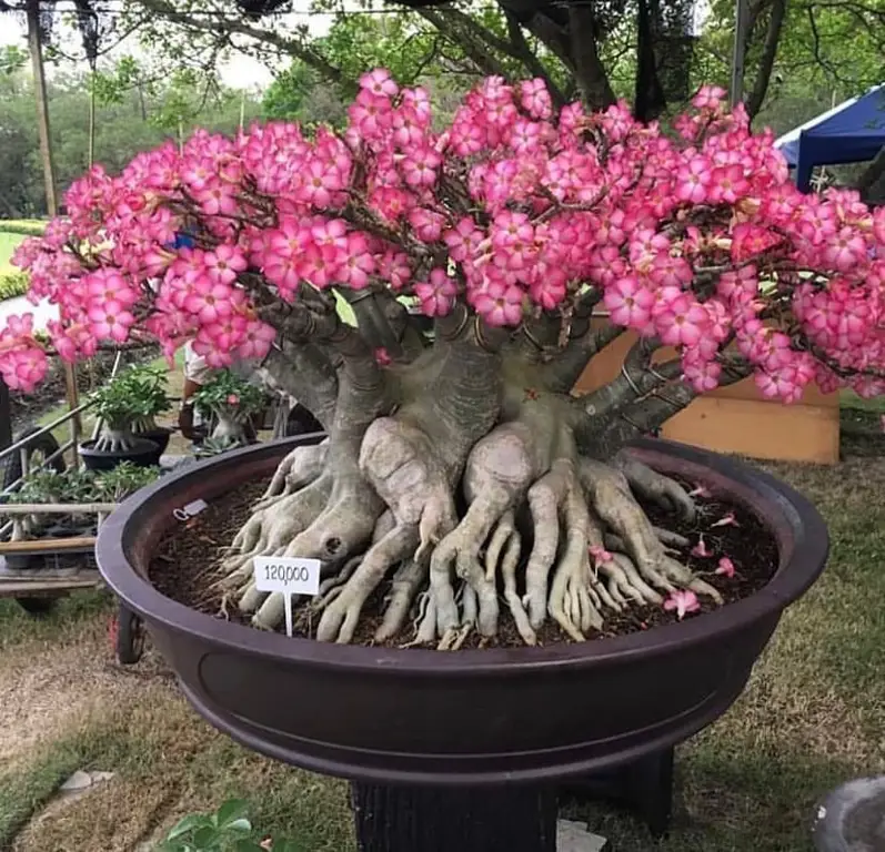 Kamboja Jepang Bonsai