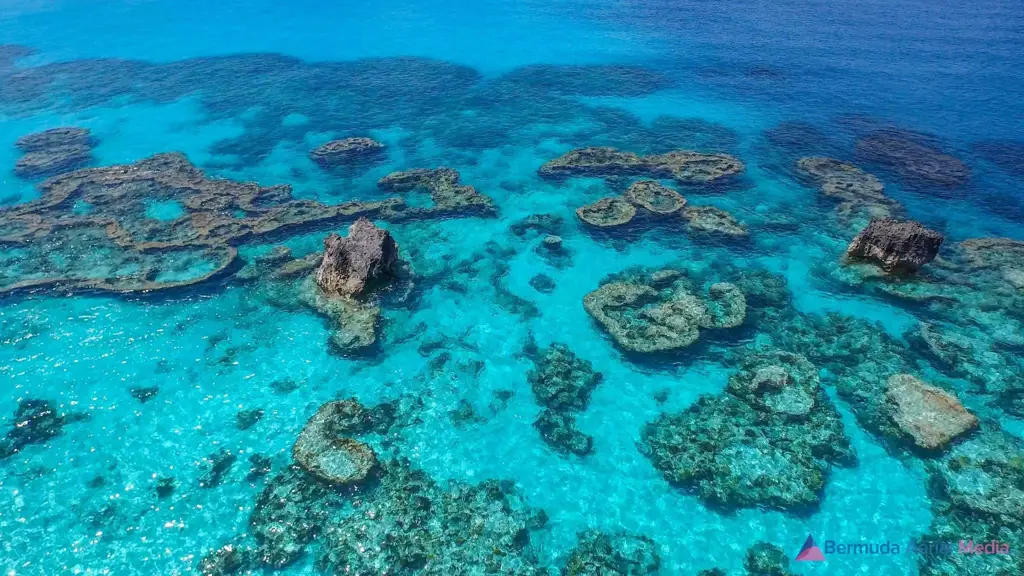 Terumbu karang di sekitar Bermuda