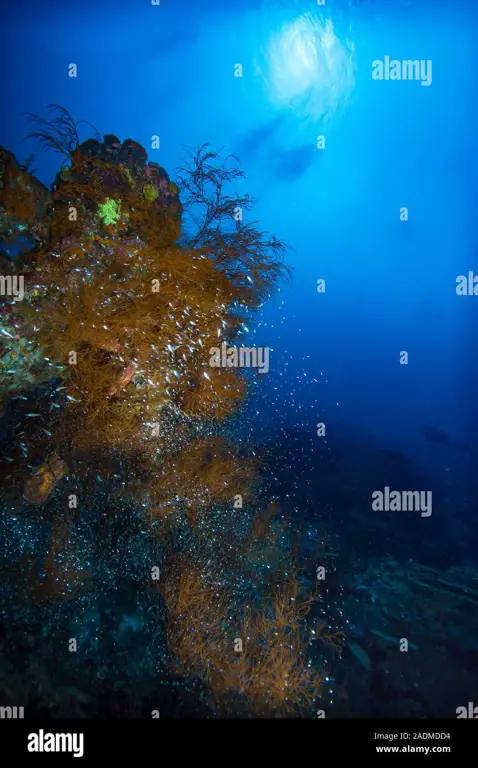 Terumbu karang indah di Indonesia