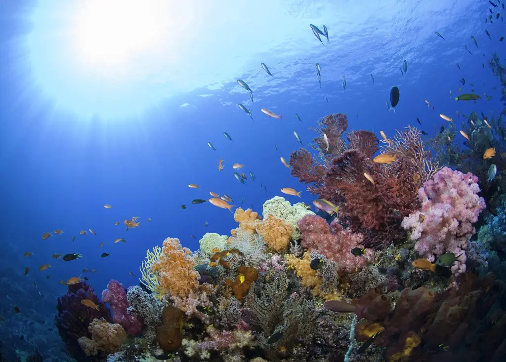 Terumbu karang Indonesia yang indah dan beragam warna