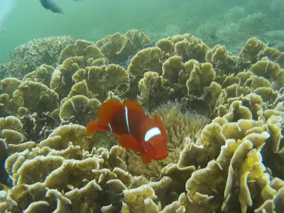 Pemandangan bawah laut terumbu karang di Pulau Pahawang