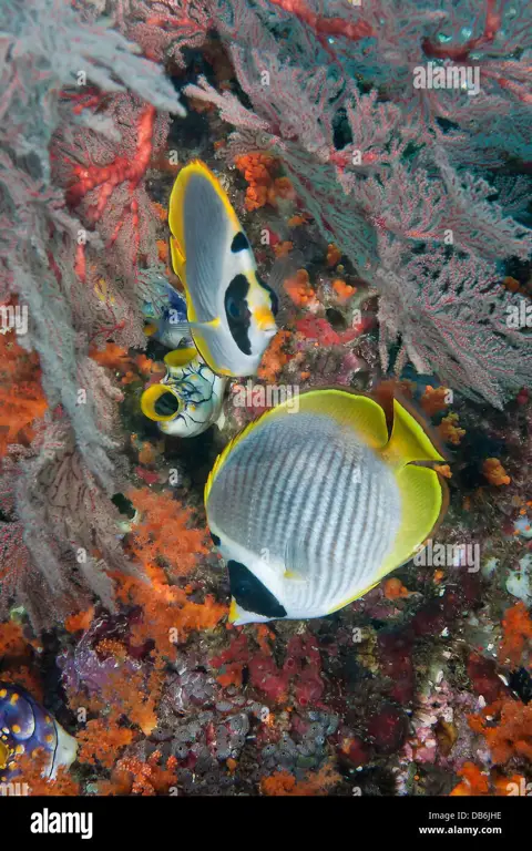 Pemandangan bawah laut Raja Ampat