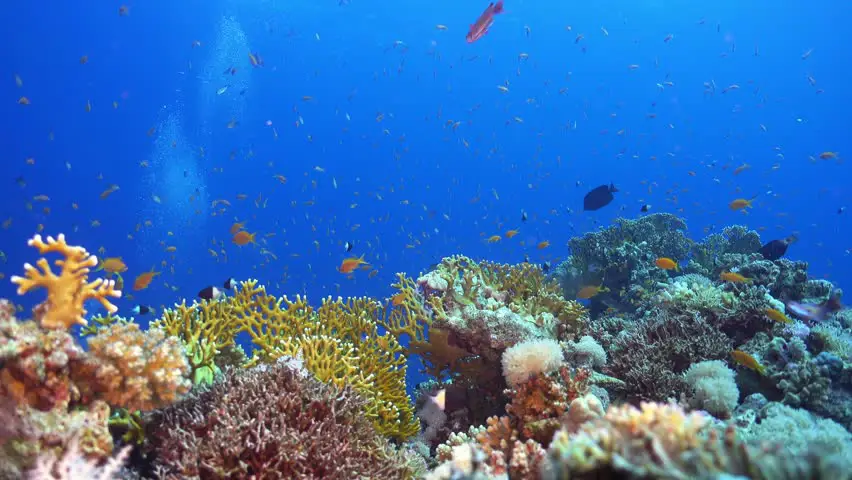 Adegan bawah laut tropis dengan terumbu karang