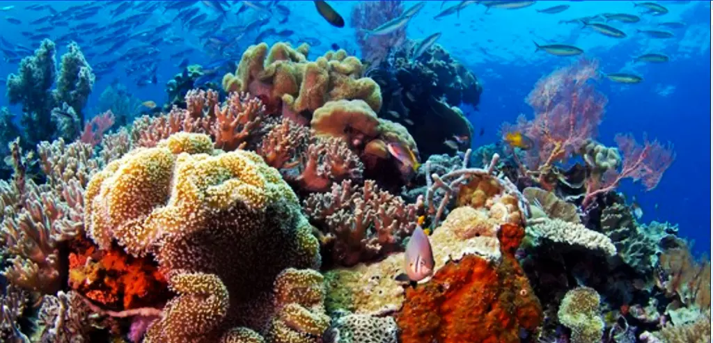 Terumbu karang bawah laut Indonesia