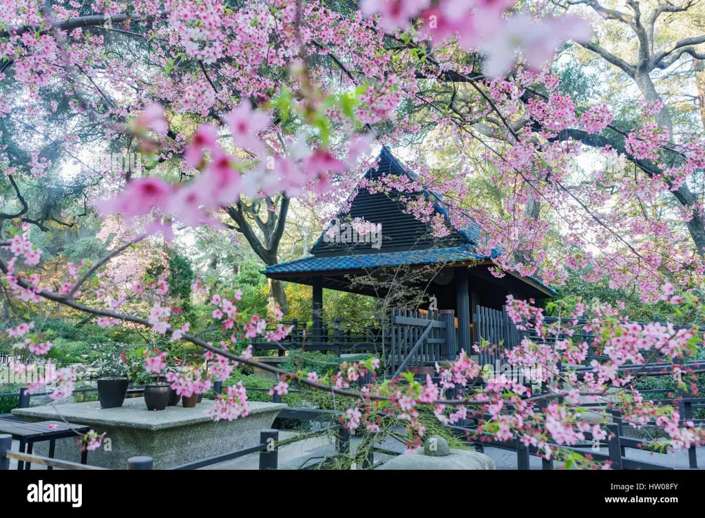 Gambar taman Jepang dengan bunga sakura tunggal yang indah