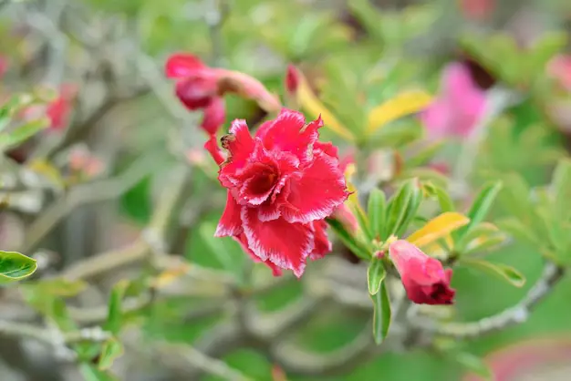 Berbagai jenis bunga Kamboja Adenium dengan warna yang beragam