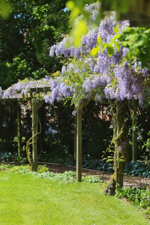 Bunga Wisteria yang sedang mekar di Indonesia