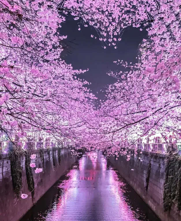 Pemandangan bunga sakura di malam hari di Jepang