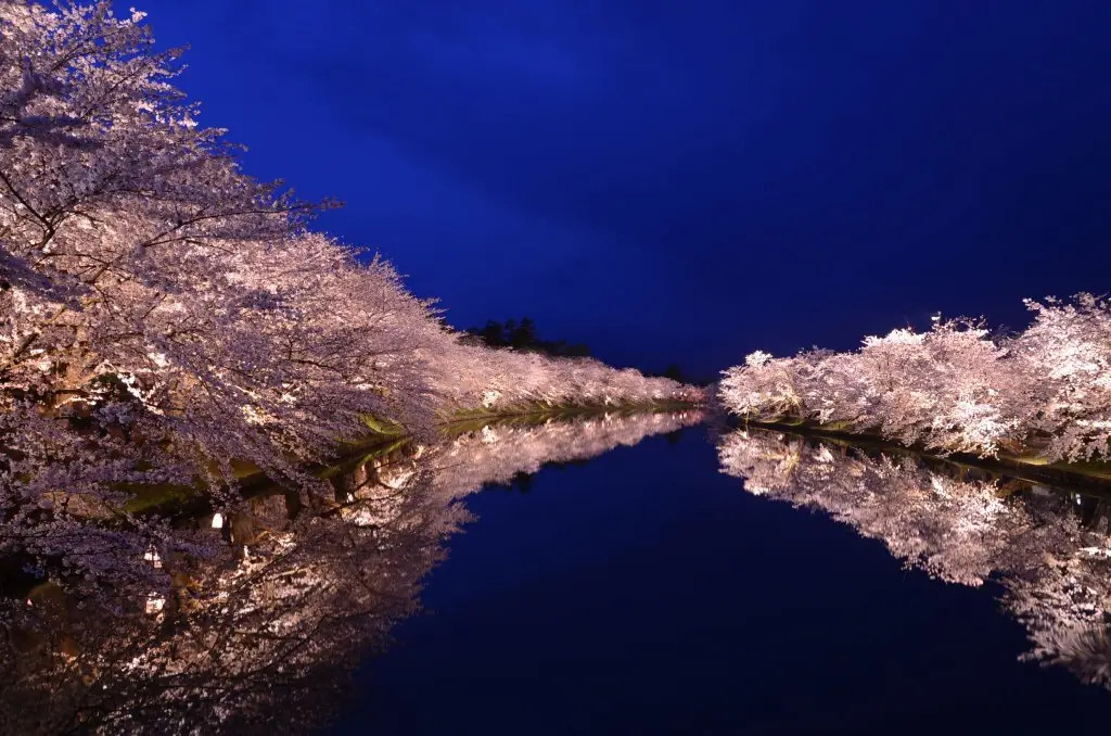 Bunga sakura malam di Jepang