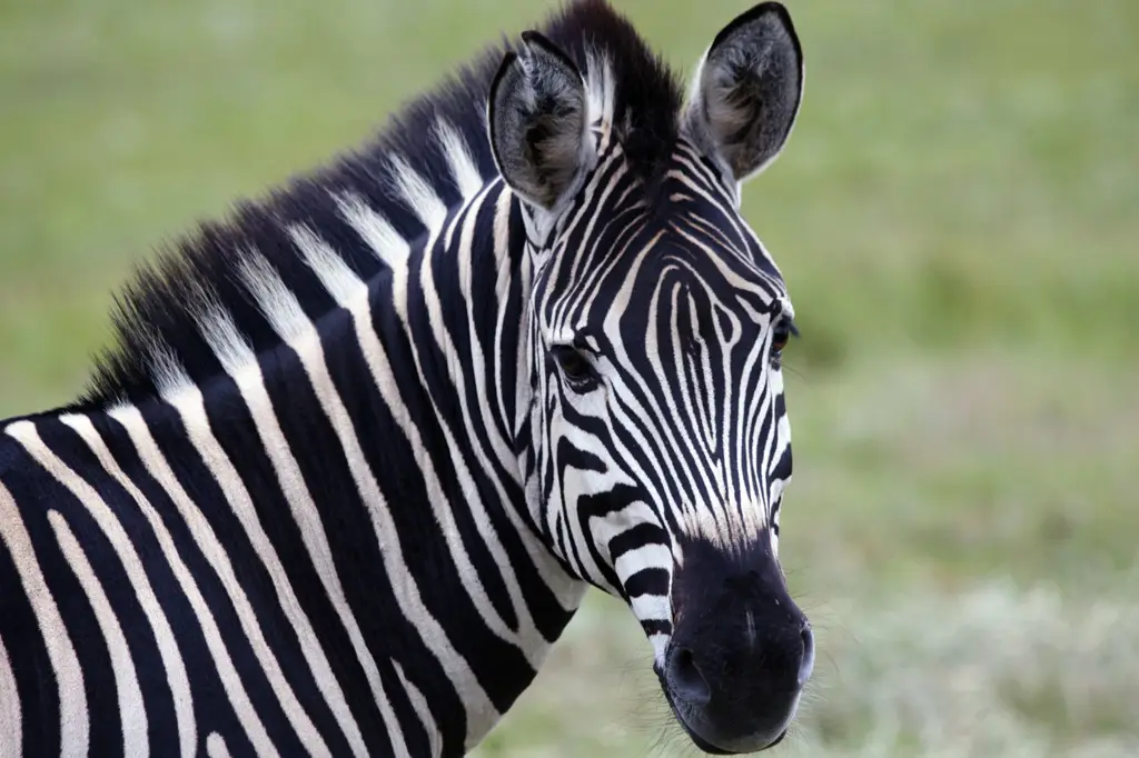 Zebra-zebra yang cantik di padang rumput kebun binatang