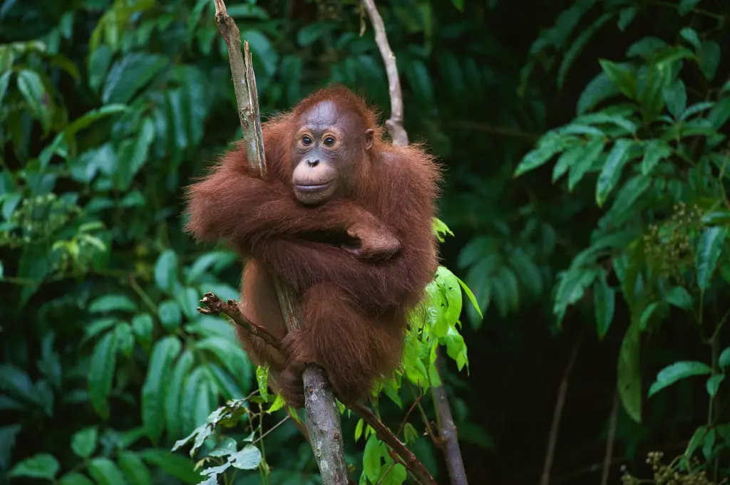 Keanekaragaman Hayati Indonesia