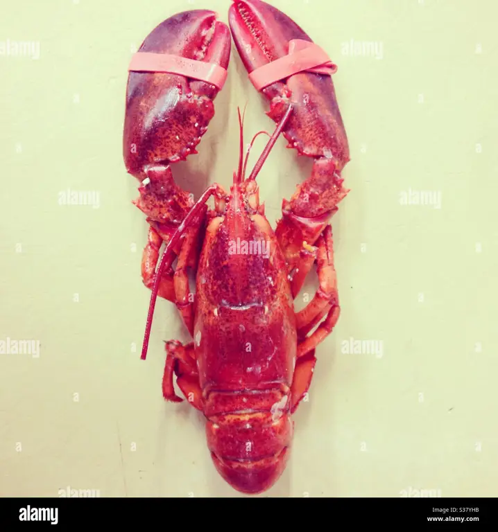 Cakar lobster merah yang kuat