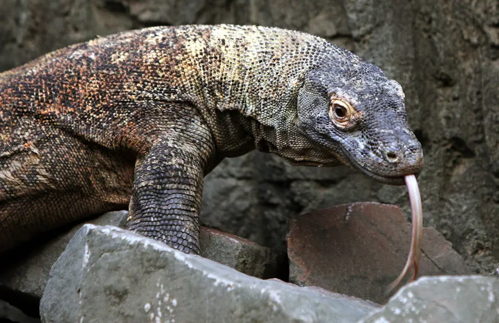 Komodo di habitat alaminya