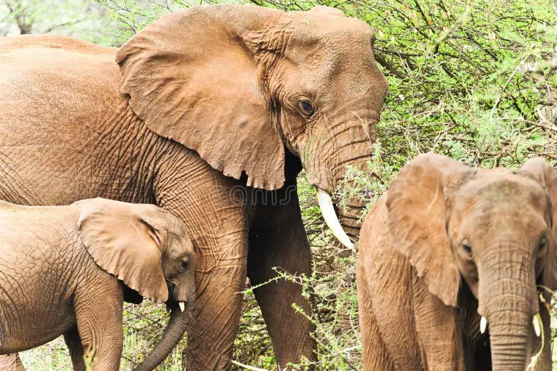 Keluarga gajah Afrika menunjukkan pentingnya interaksi sosial dalam kelompok.