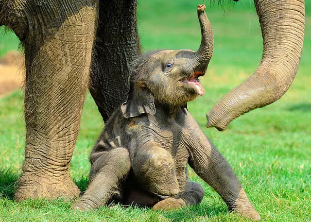 Bayi gajah yang lucu sedang bermain dengan induknya