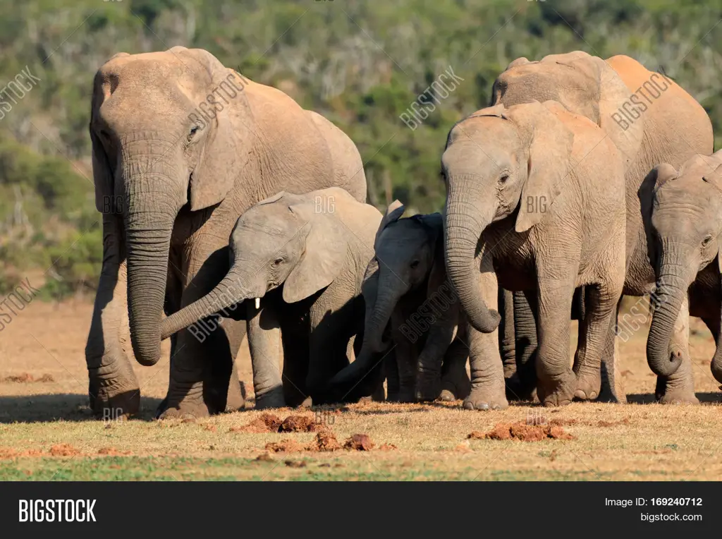 Kawanan gajah Afrika