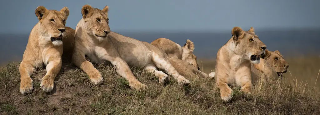 Foto keluarga singa di padang rumput Afrika