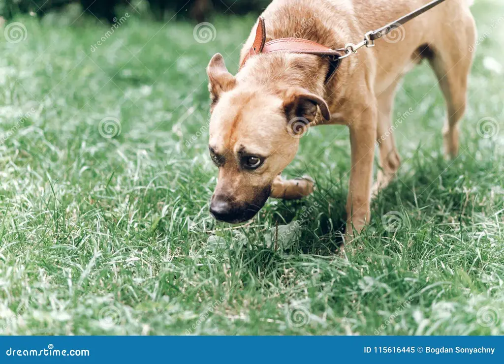 Anjing sedang mencium jejak