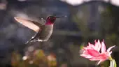 Seekor burung kolibri melayang di udara