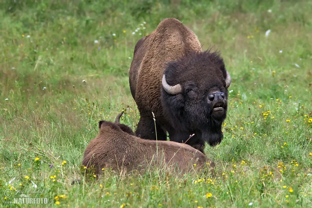 Kawanan bison di padang rumput