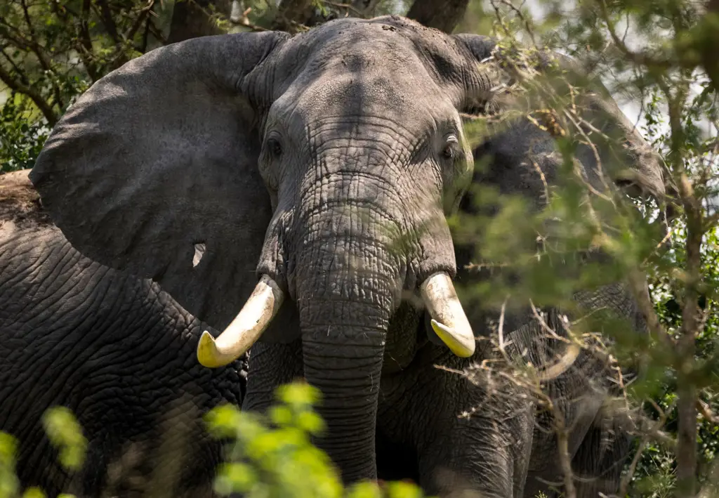 Foto gajah Afrika yang besar dan megah