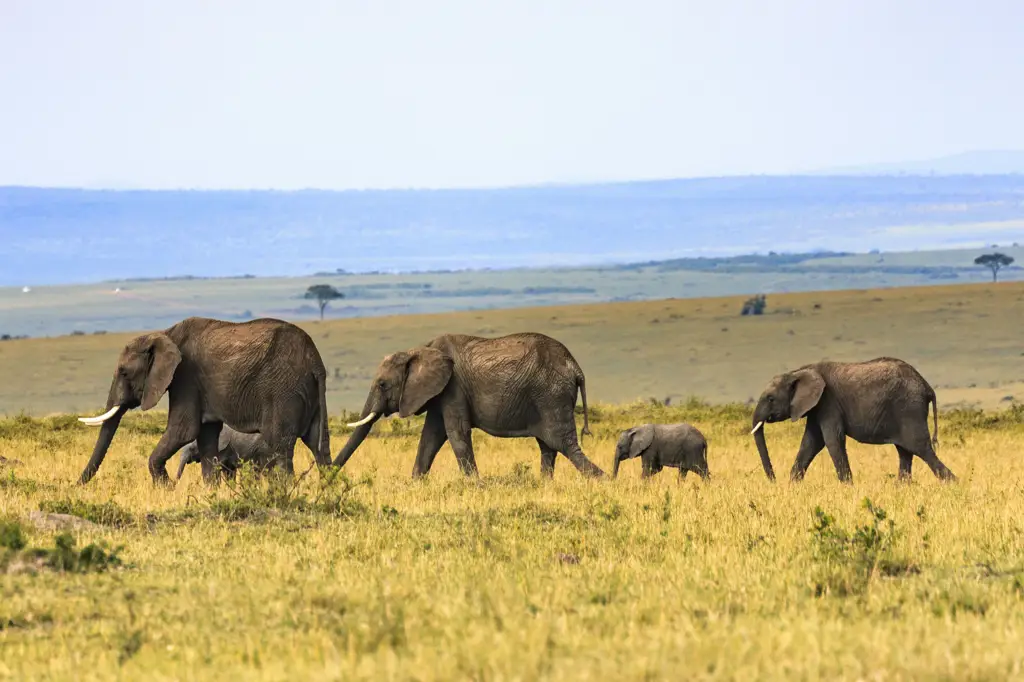 Kawanan gajah di padang sabana Afrika