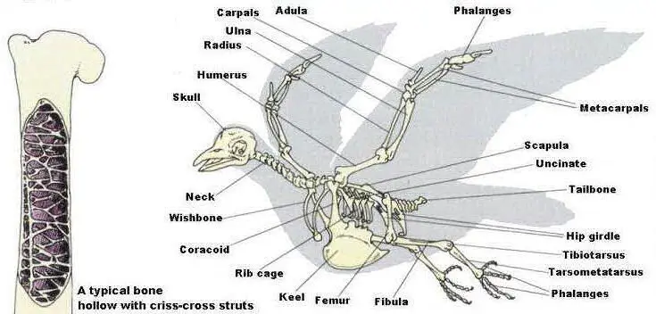 Kerangka burung