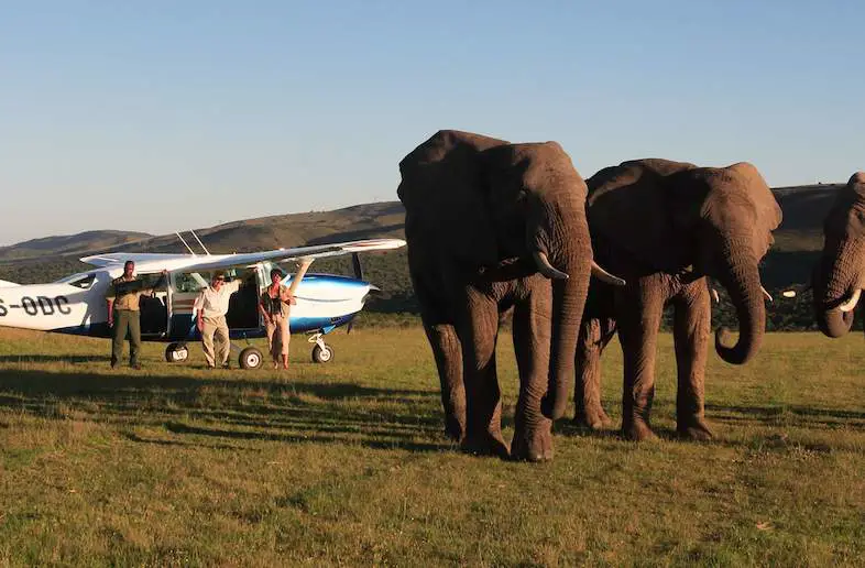 Kerbau di Taman Nasional Addo Elephant