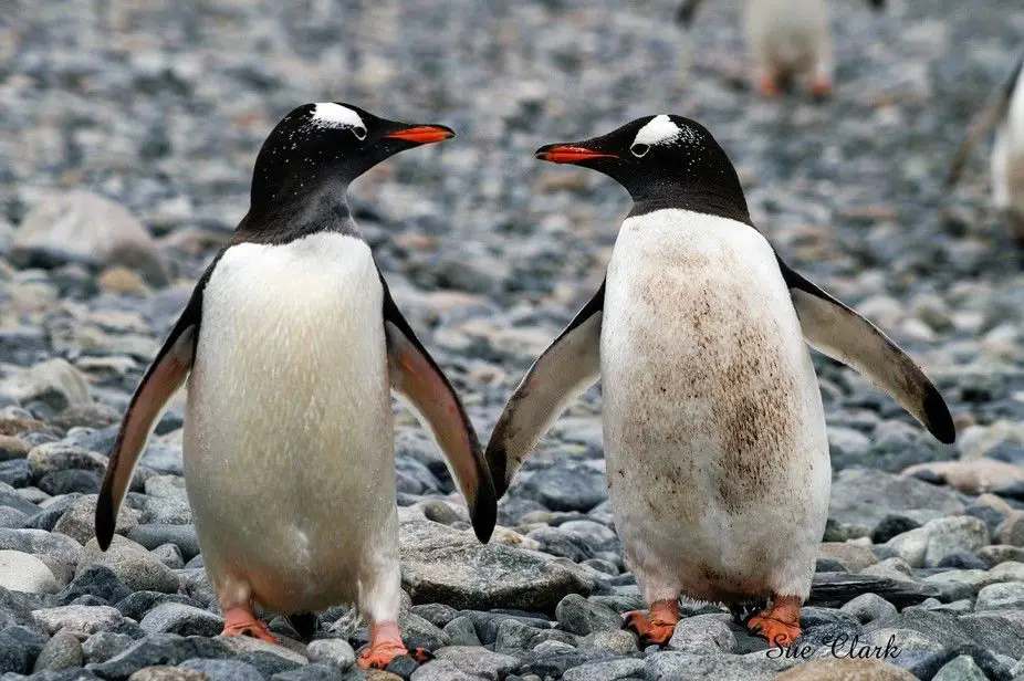 Pasangan penguin menjaga telurnya