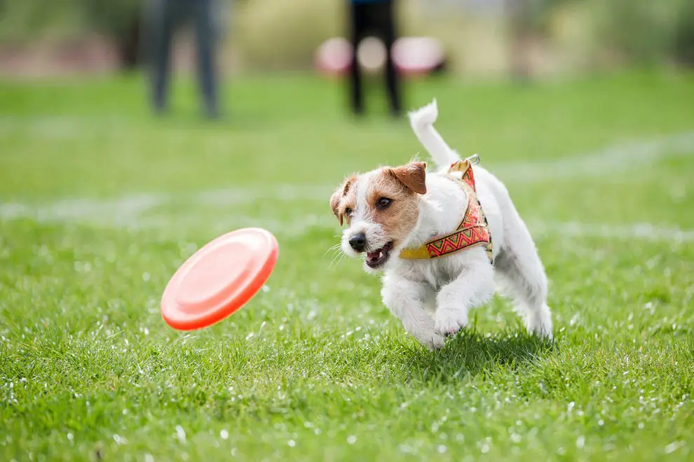 Anjing bermain di taman