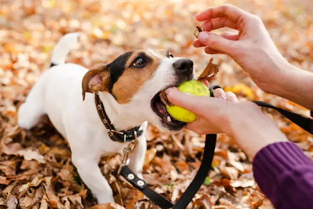 Kesehatan Hewan Peliharaan, Kebahagiaan Bersama Pemilik dan Anjing yang Bahagia