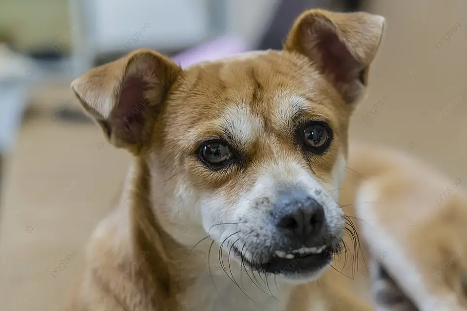 Anjing gembala Tiongkok sedang bermain