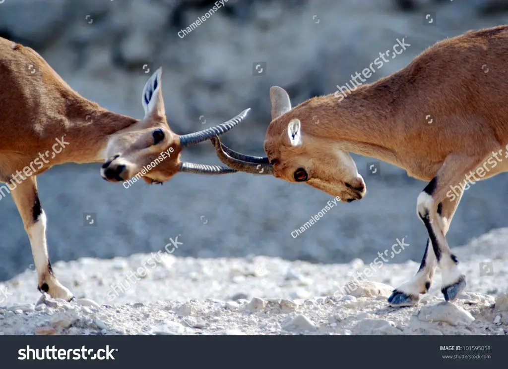 Ibex, kambing gunung yang gagah