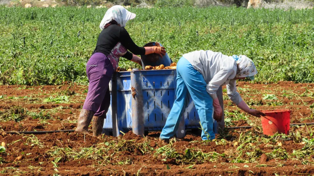 Petani sedang bekerja di ladang