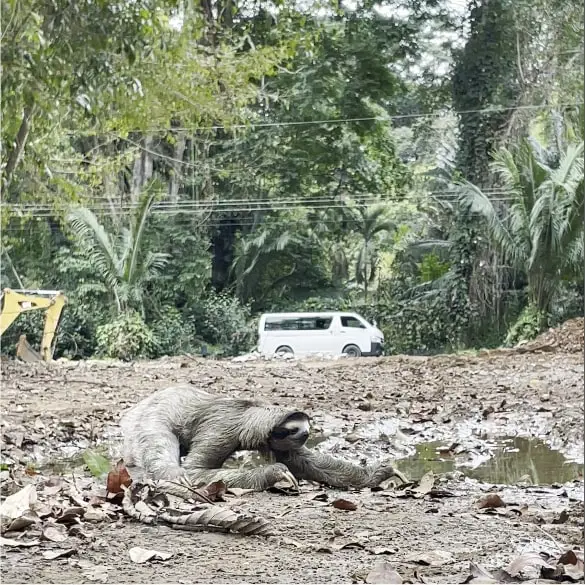 Seekor sloth yang sedang bergelantungan di pohon.