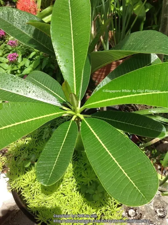 Gambar daun kamboja dengan berbagai bentuk