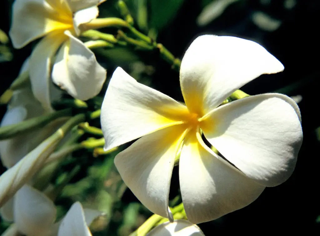 Bunga Kamboja (Plumeria obtusa)