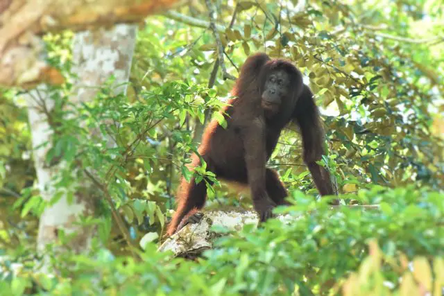 Orangutan di Kalimantan