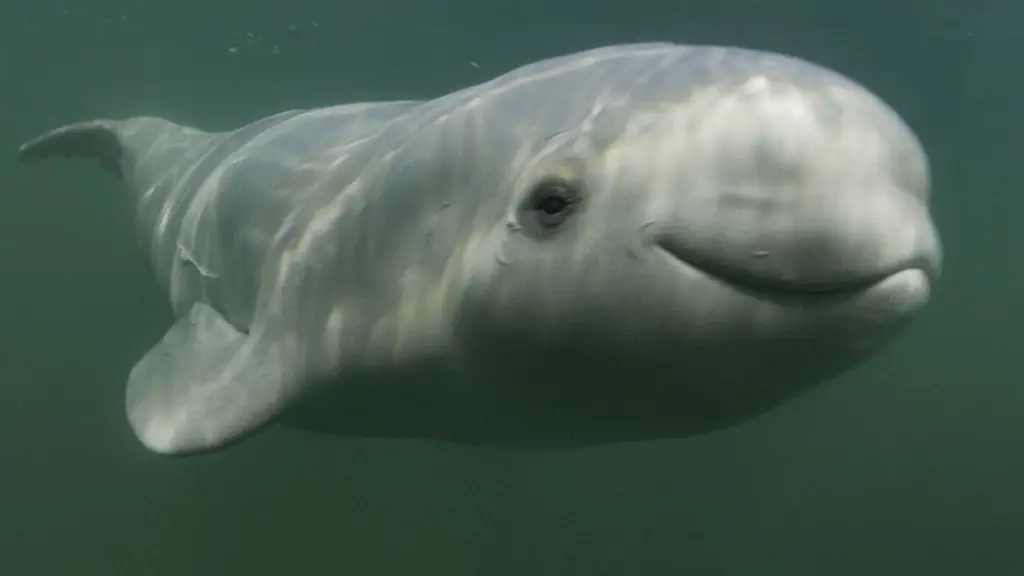 Anak paus beluga yang menggemaskan