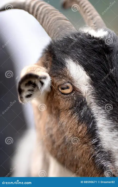 Bentuk pupil mata kambing yang unik