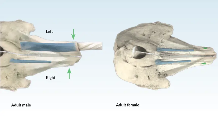 Taring Narwhal yang panjang dan spiral