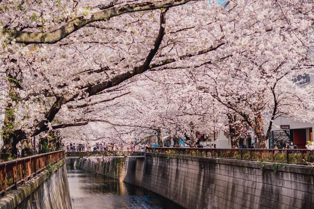 Pasangan romantis Jepang dengan latar belakang pemandangan indah