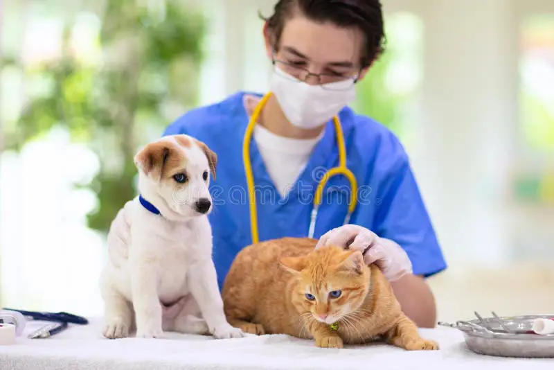 Kucing dan anjing di kantor dokter hewan