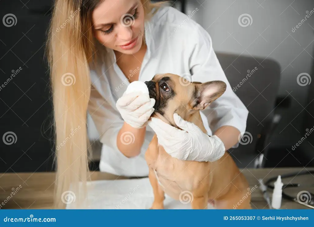 Anjing yang bahagia di klinik hewan