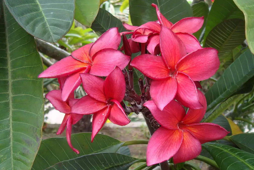 Berbagai jenis bunga kamboja dengan warna yang berbeda-beda