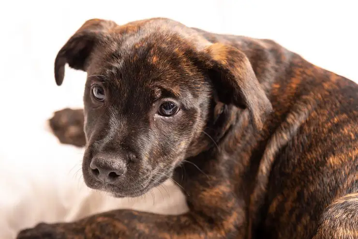 Berbagai mainan boneka Pitbull Brindle