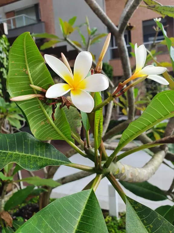 Berbagai jenis buah kamboja dengan ukuran dan warna yang berbeda