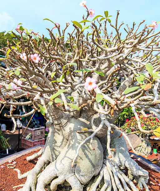 Berbagai jenis bunga kamboja bonsai dengan warna yang berbeda-beda