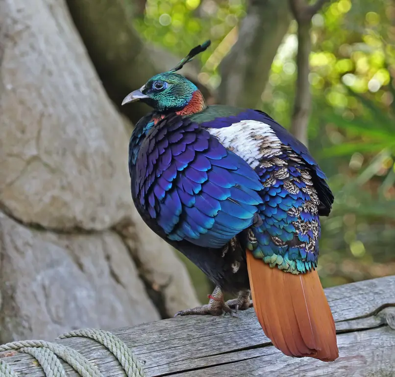 Burung-burung eksotis dengan warna yang indah